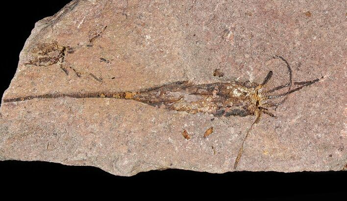 Long Eocrinoid (Ascocystites) - El Kaid Rami, Morocco #81528